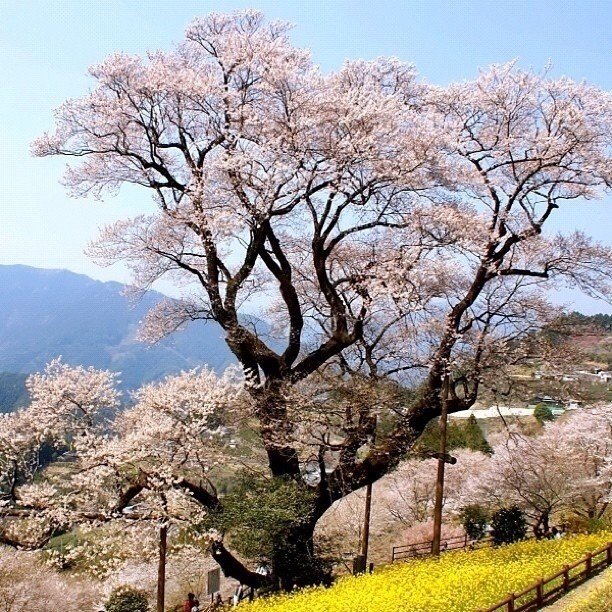 高知の桜 その5 ひょうたん桜 Tshimo Note