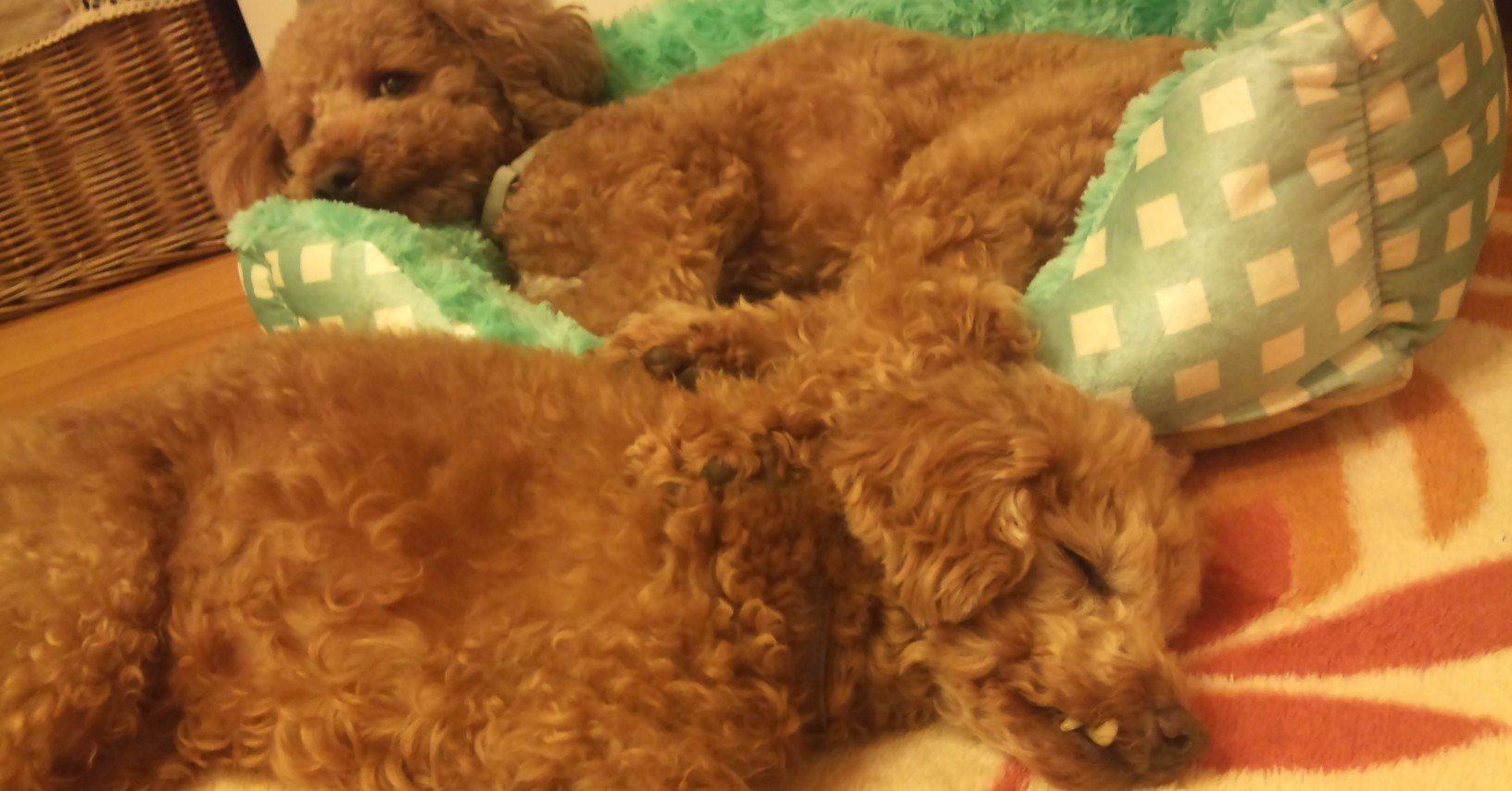 犬の名前について 中村愛 Note