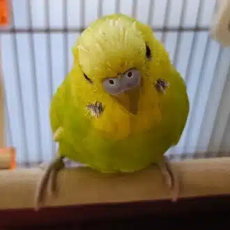 まるこ
