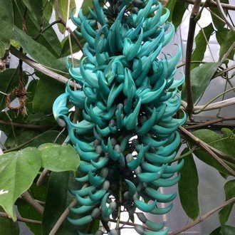 平沢進 ロタティオン Lotus 2 歌詞全解釈 非馬骨の投稿 Cape Note