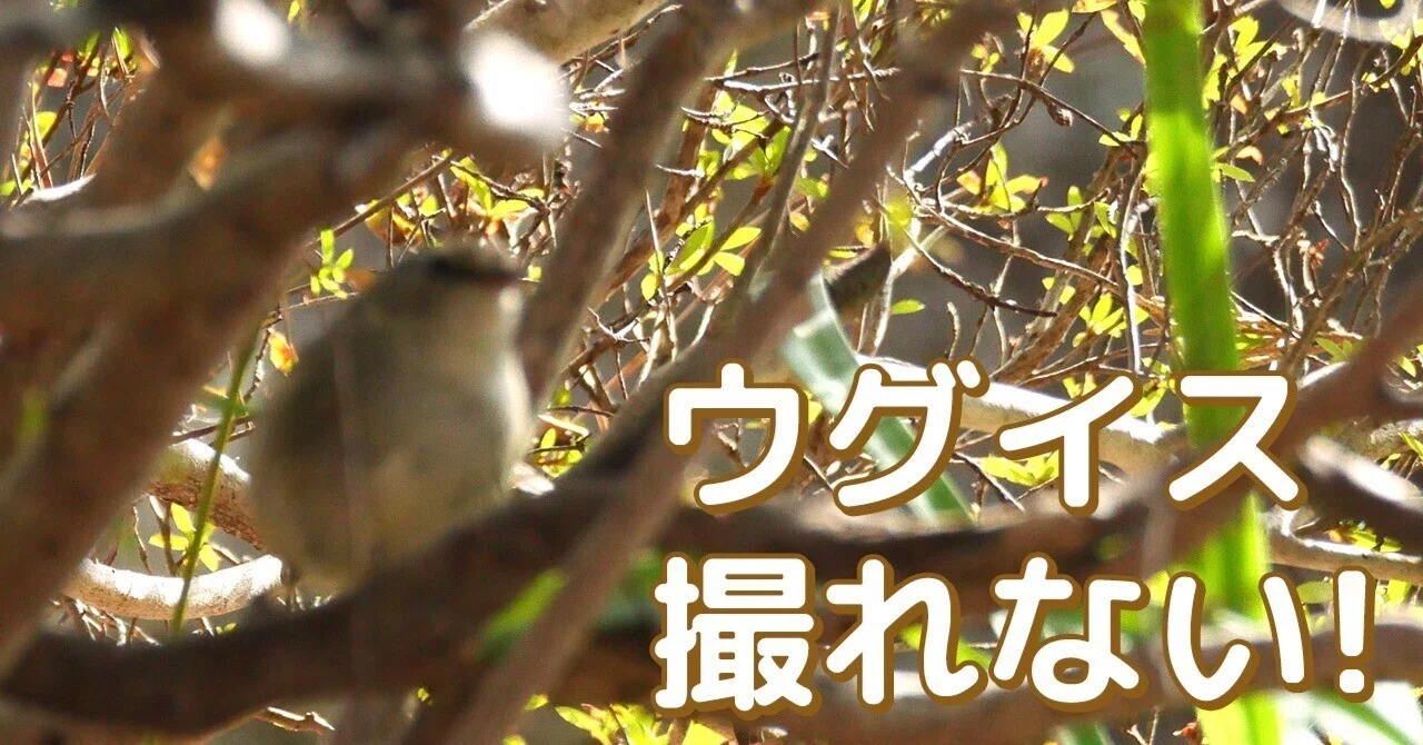記録】ウグイス撮れない！（失敗写真20選）｜みなりん