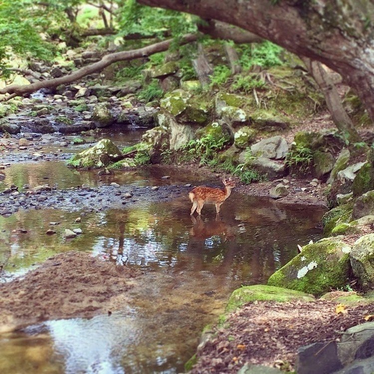 奈良公園の小川に子鹿がいたのです。神秘的な光景をありがとう。