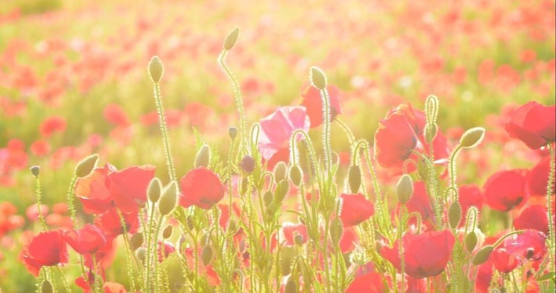 罌粟の花ひとつひとつがゆめの中