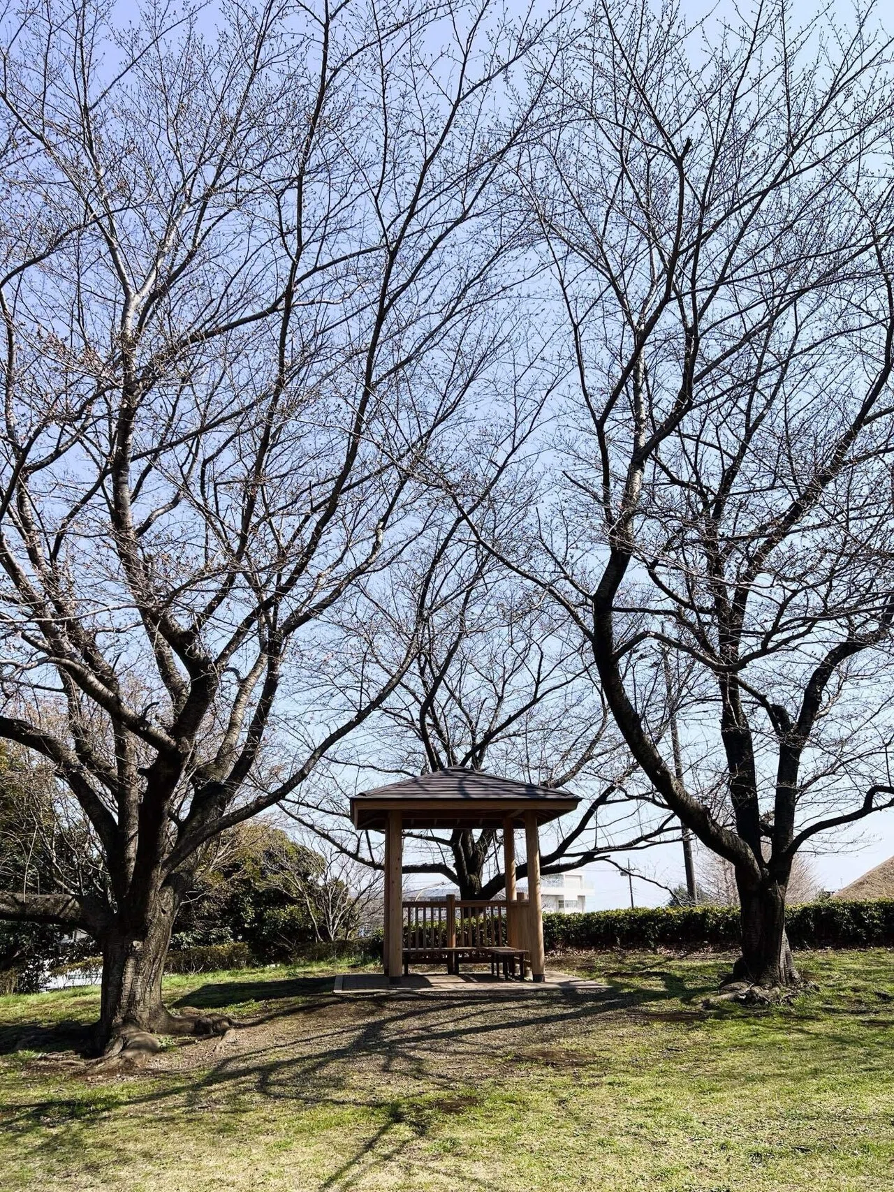 座間谷戸山公園の桜がちらほら開花したよ！〜神奈川県〜｜sasa33