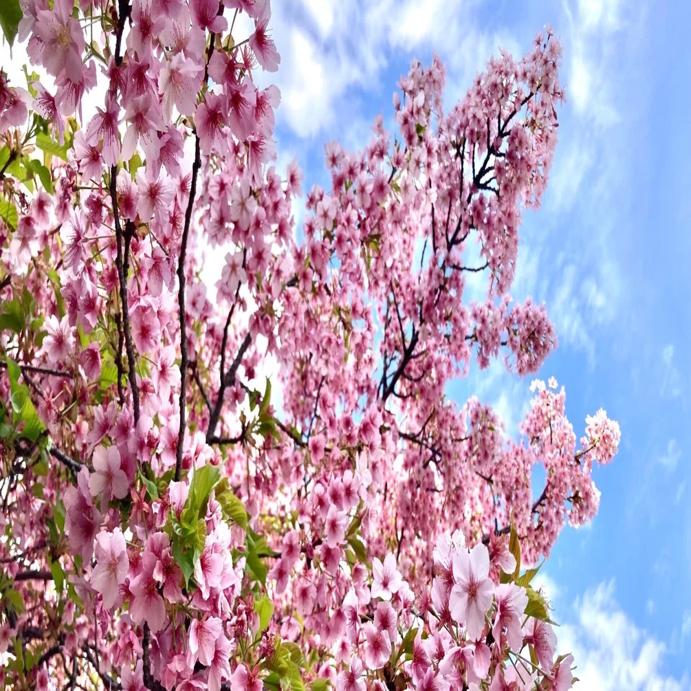 桜色のモルガナイト｜ユック