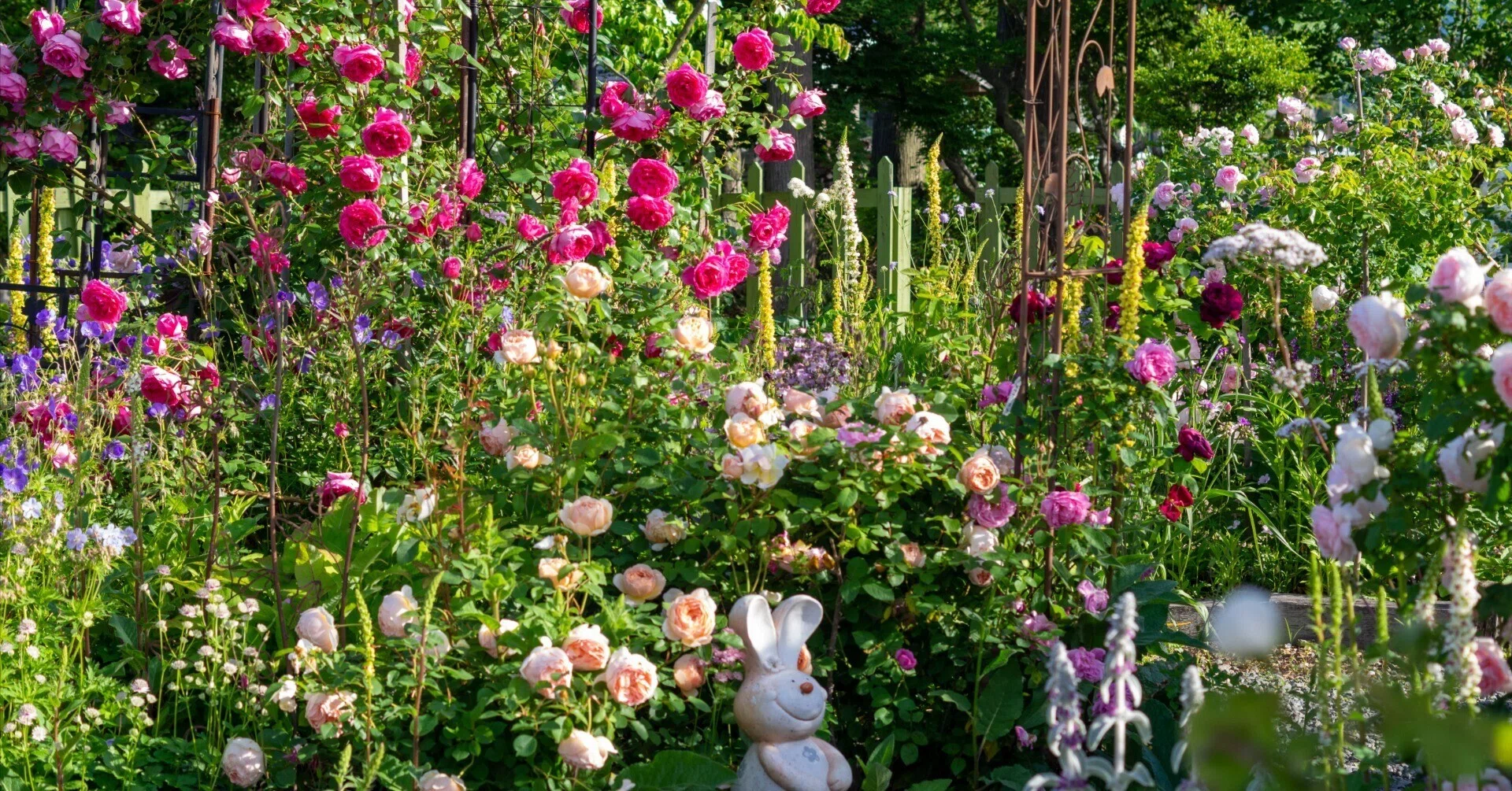 The rose garden we spent 15 years cultivating has been featured in