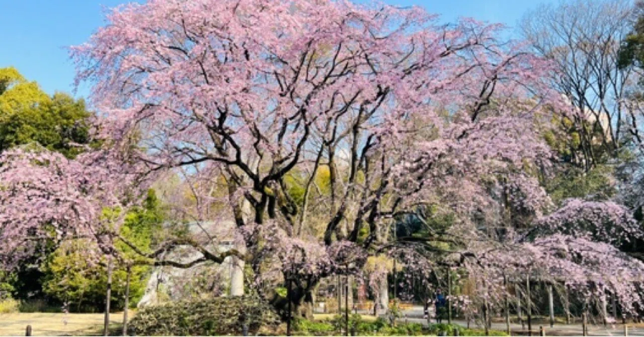 枝垂れ桜🌸 六義園〜上野花見散歩2026｜ミント