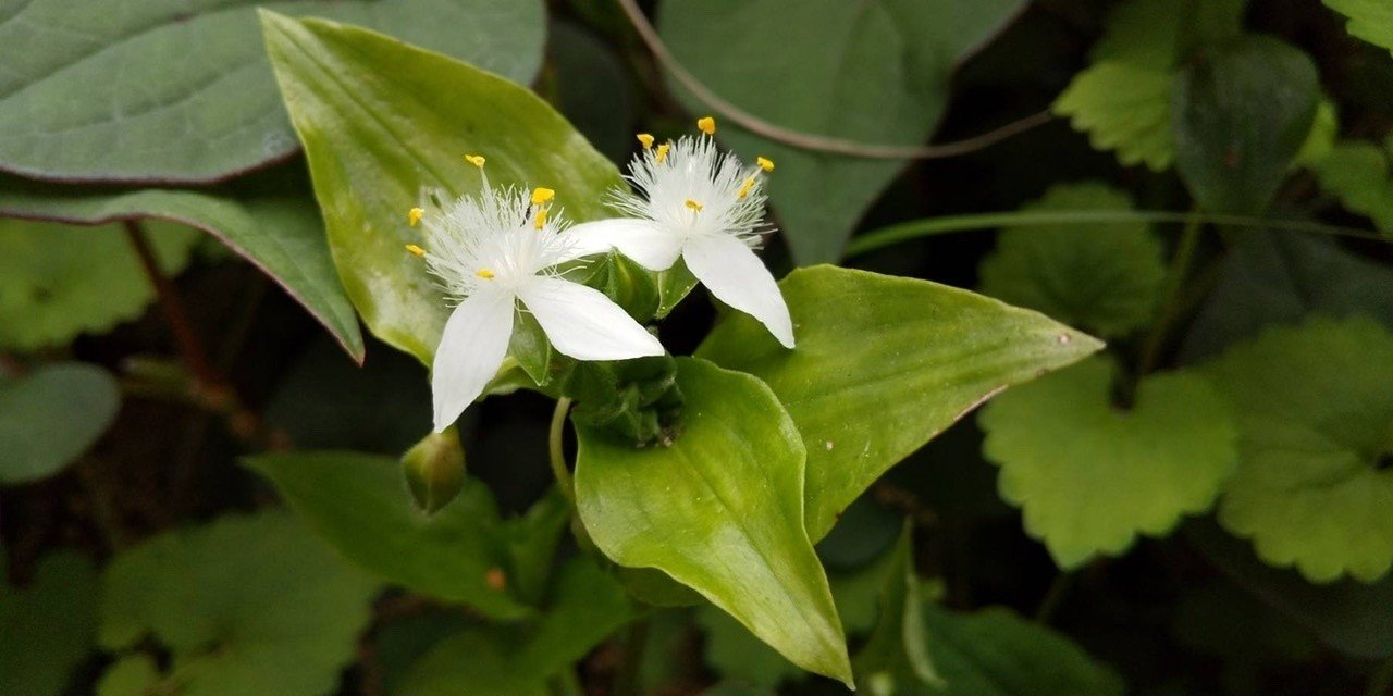 妖精が ふわりふわりと舞っている 清浄な空気 まだ朝の朝露さえのこっているかもしれない 妖精達は 花の蜜を吸い 朝露を飲む 疲れたら 花々の優しい繊毛の上で憩いやすむ コロコロとお喋りしながら ちぃちゃん Note