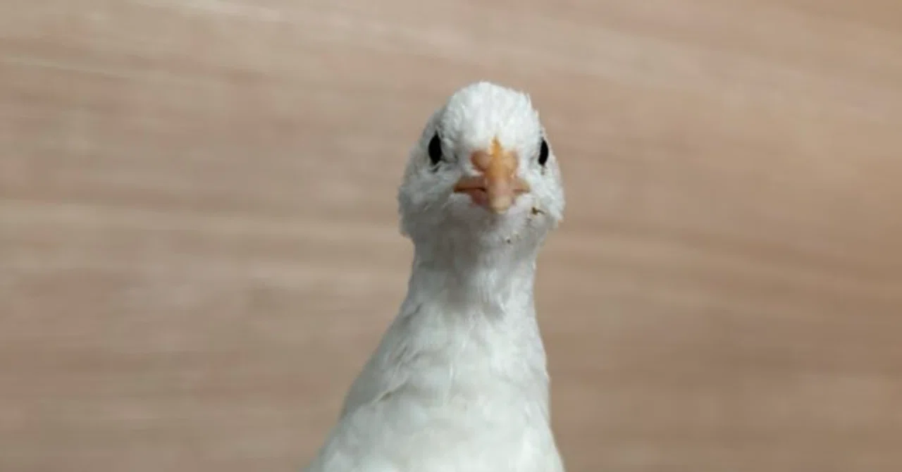 鳥の鳴き声は「言葉」なのか？― ヒメウズラの音声コミュニケーションを