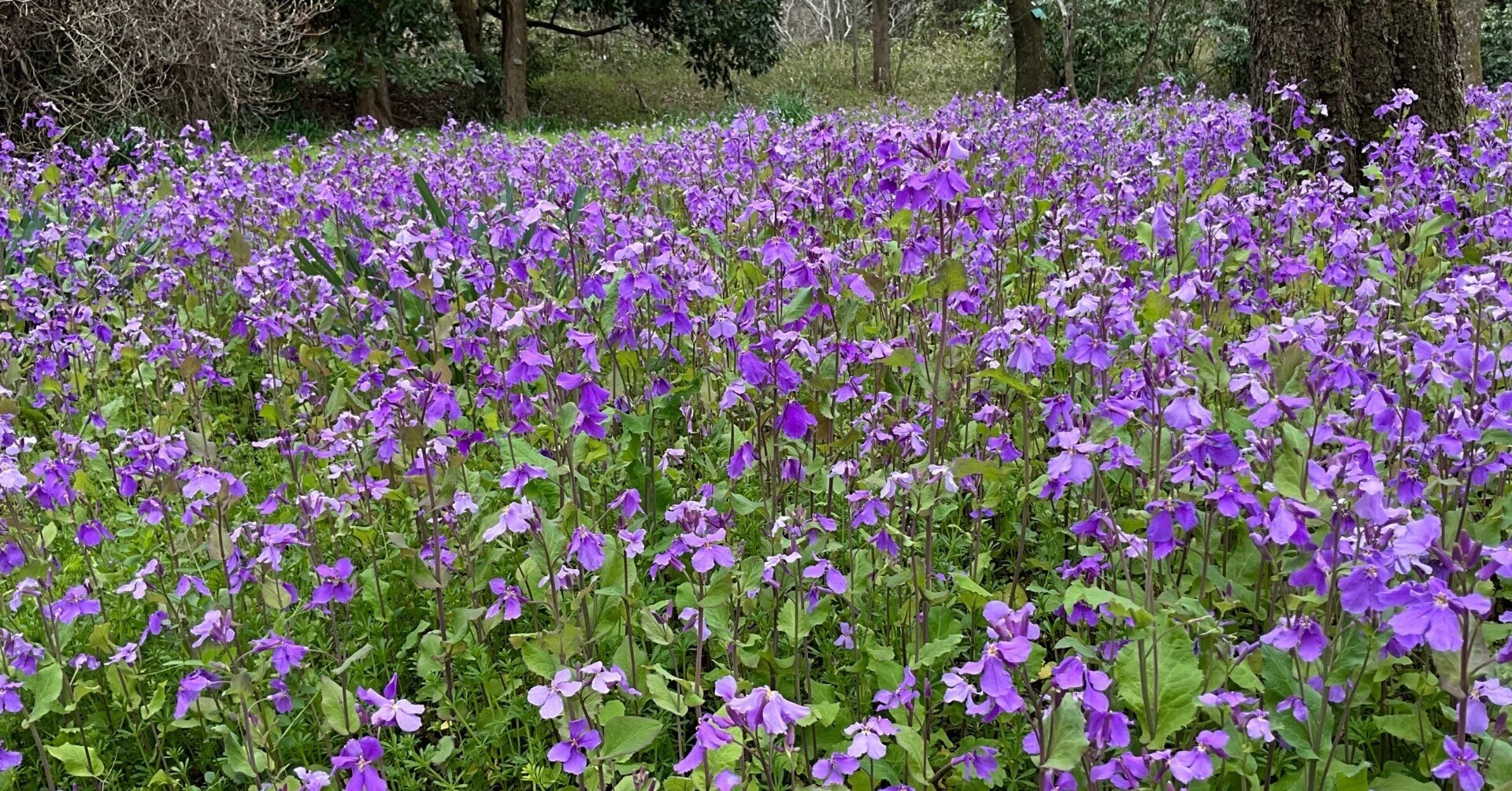 ショカツサイ（京都府立植物園）：2026年3月9日（月）｜藤井秀昭