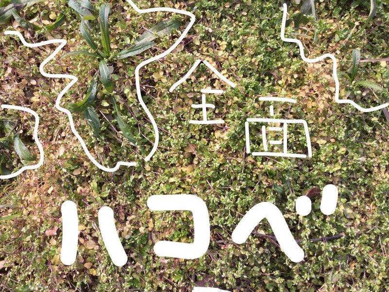 4 ハコベラ Yuki 農ときどき旅 Note 4 ハコベラ Yuki 農ときどき旅 Note