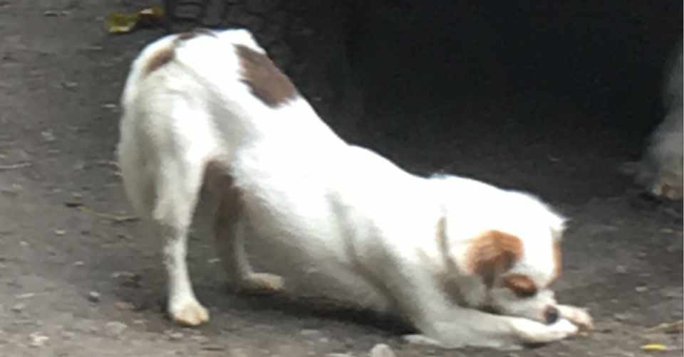 下を向く犬のポーズ Solayoga Note