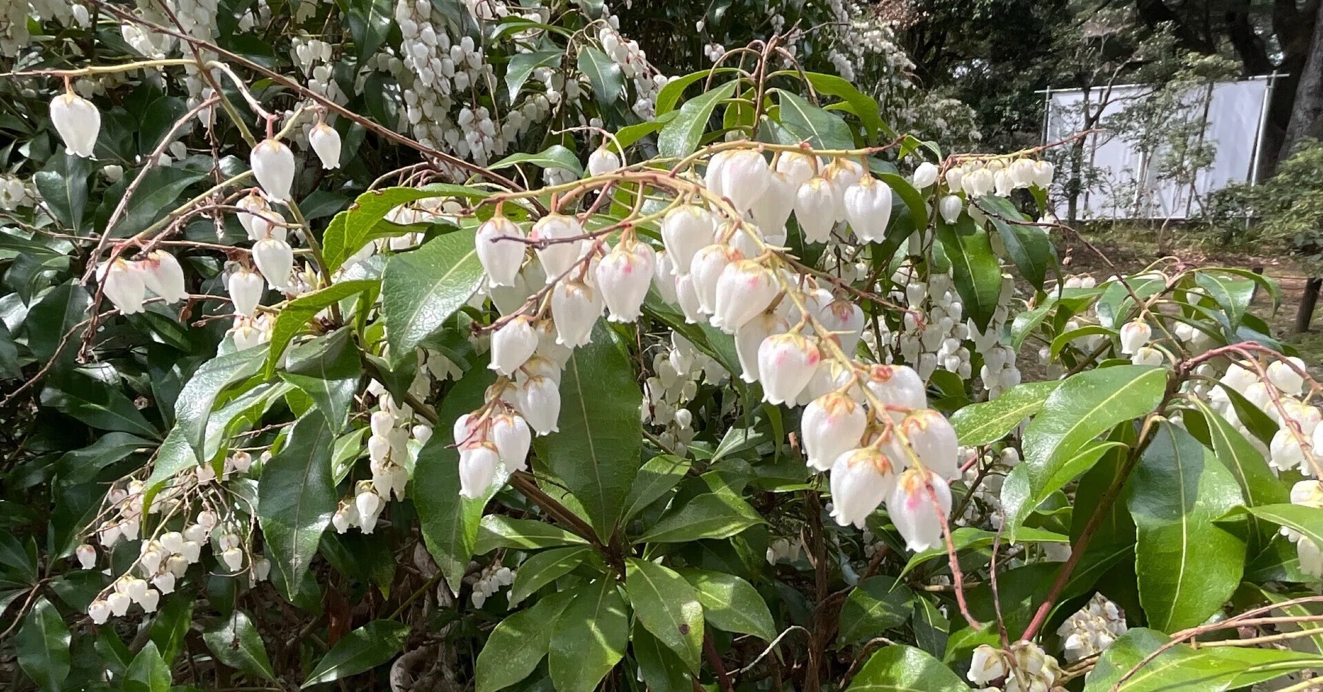 アセビの白い壺形花（京都府立植物園）：2026年3月22日（日）｜藤井