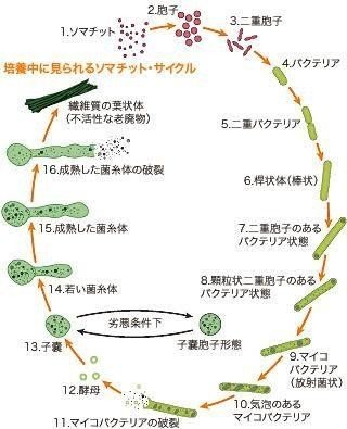 食べずに生きるという選択 不食は最大の健康法なのか Ryu Miya パーソナリティクリエイター Note 食べずに生きるという選択 不食は最大の健康法なのか Ryu Miya パーソナリティクリエイター Note