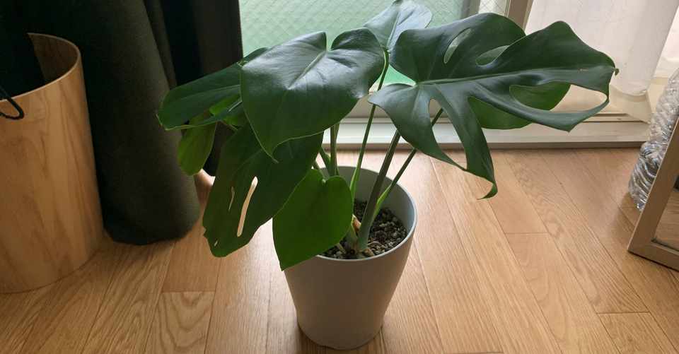 観葉植物を今すぐ買うべき4つの理由 りんの 毎日更新170日突破 Note