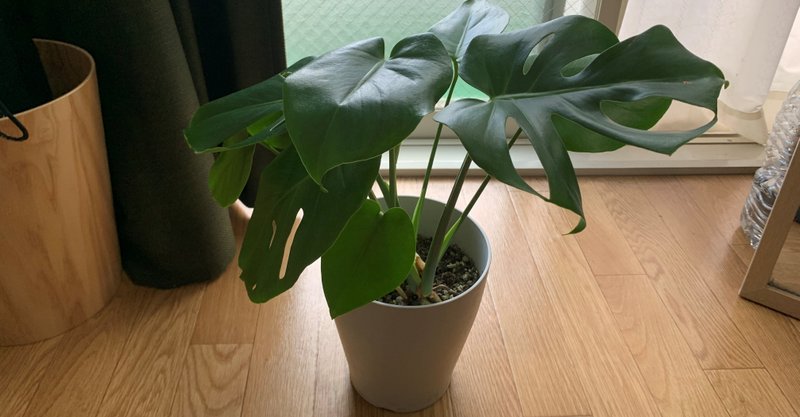 観葉植物を今すぐ買うべき4つの理由 りんの 毎日更新365日突破 Note 観葉植物を今すぐ買うべき4つの理由 りんの 毎日更新365日突破 Note