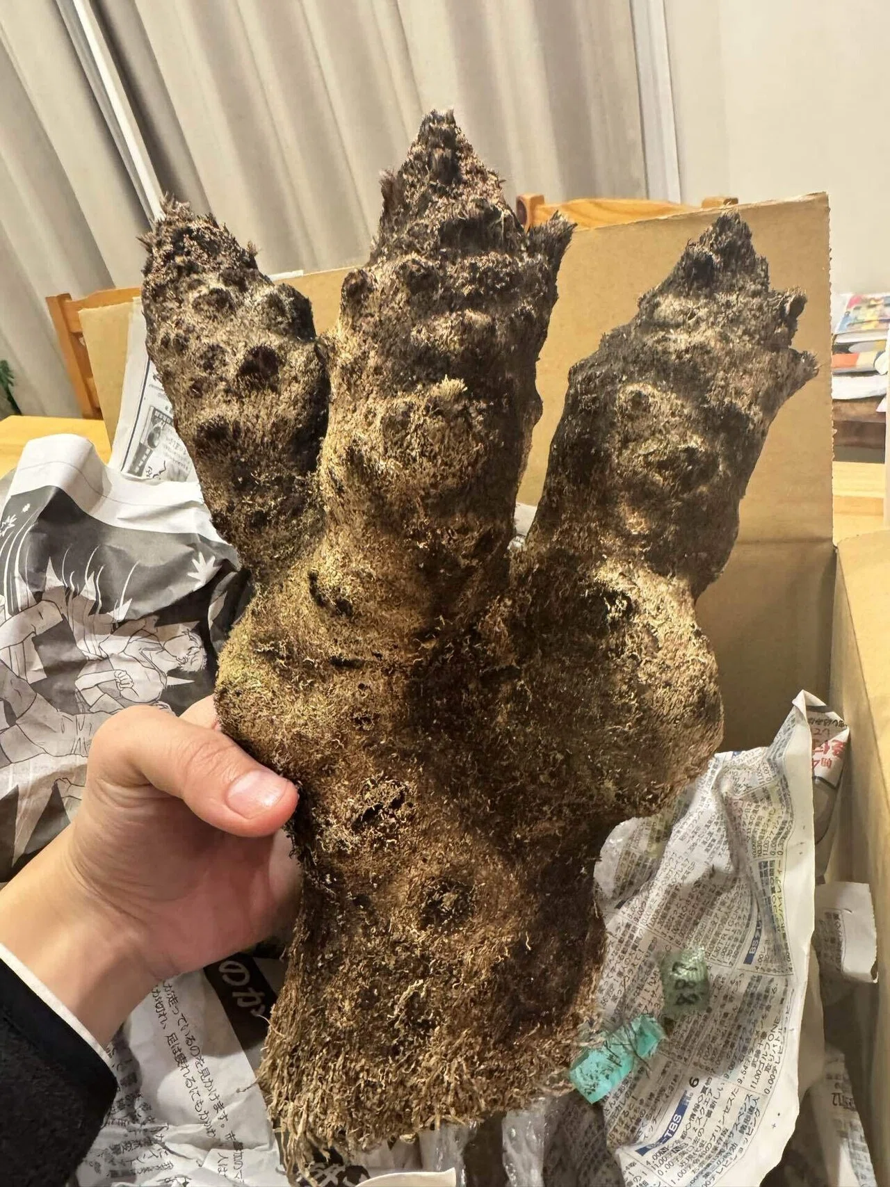 キセロフィタ トリコフィラ発根管理〜その1〜｜カイコン