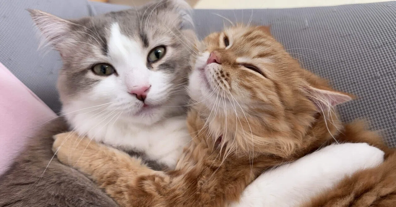愛猫ちゅぺ＆ちゃぴ日記ぷち｜仲良しツーショ集｜tyu.pe_fuwaneko🐈愛