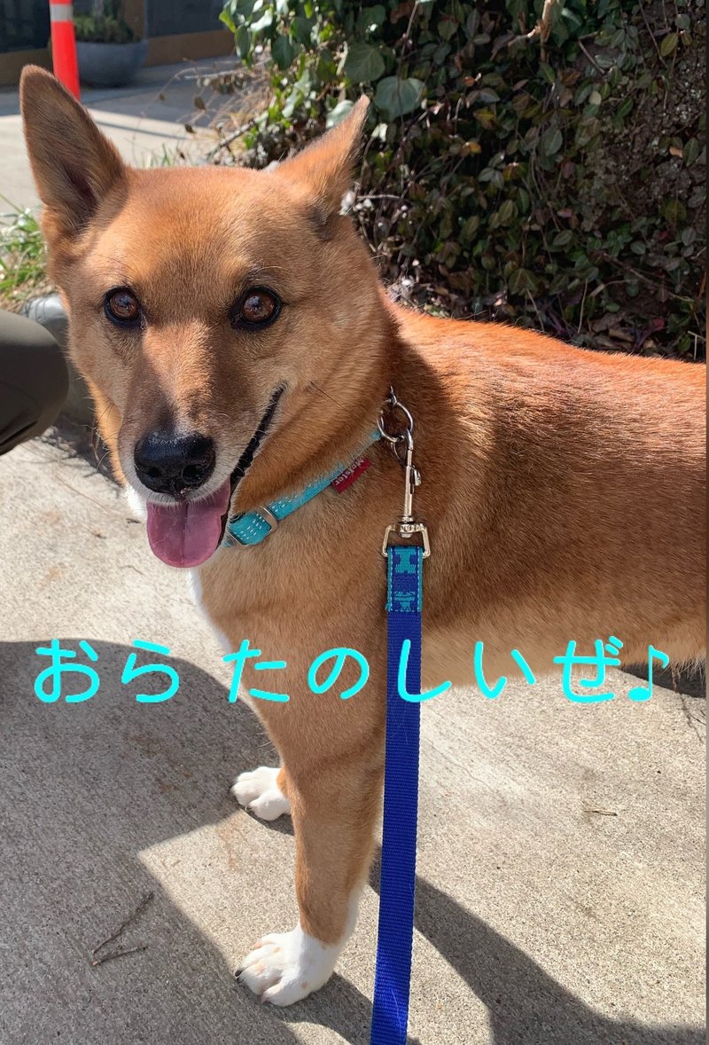 犬は笑うのか ポン太と翡翠とネェネ Note