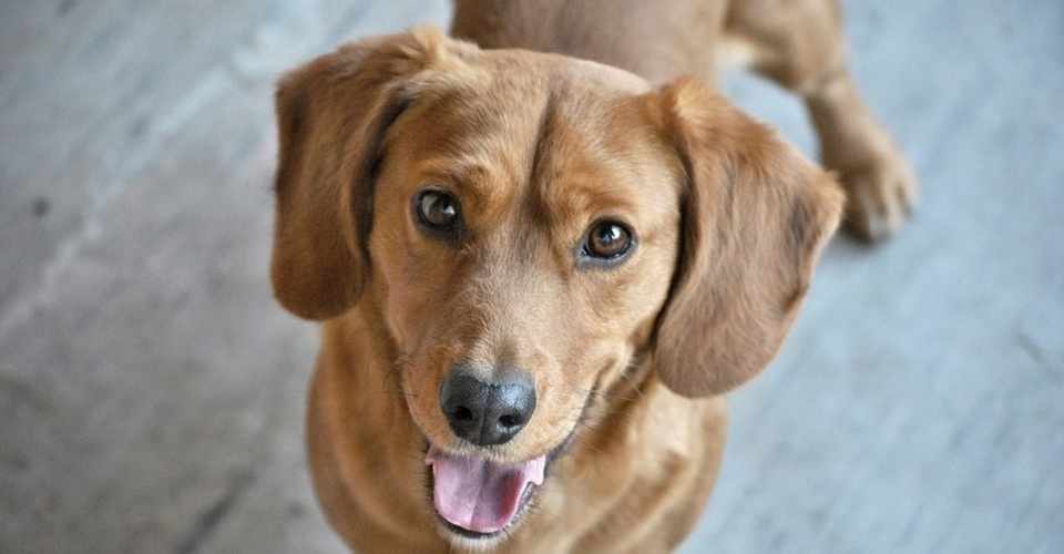 犬は笑うのか ポン太と翡翠とネェネ Note