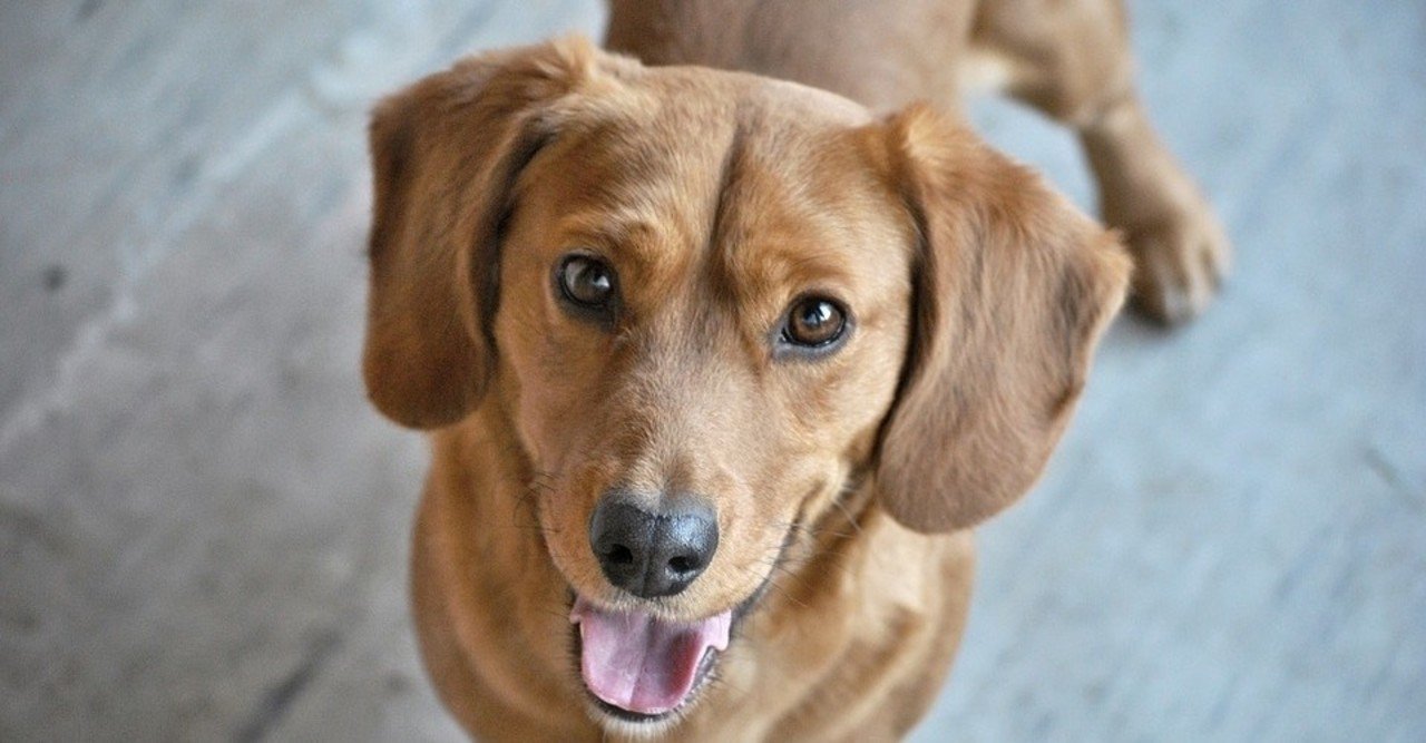 犬は笑うのか ポン太と翡翠とネェネ Note 犬は笑うのか ポン太と翡翠とネェネ Note