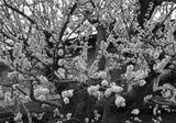 高橋善昭先生の思い出|散録33 高橋善昭先生の思い出|散録33