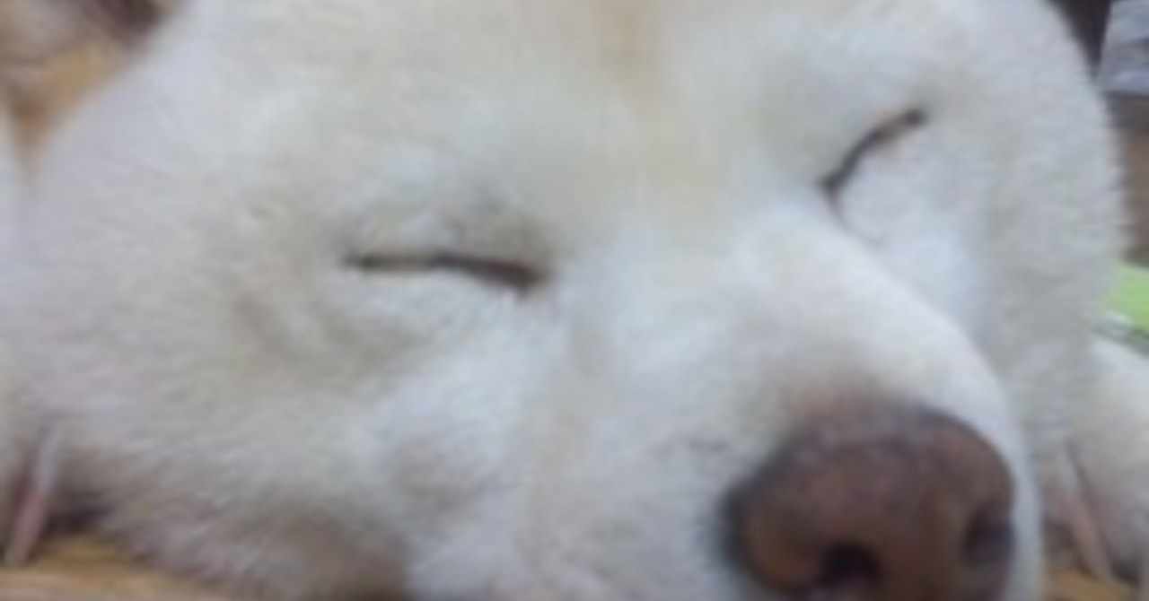 白柴 の新着タグ記事一覧 Note つくる つながる とどける