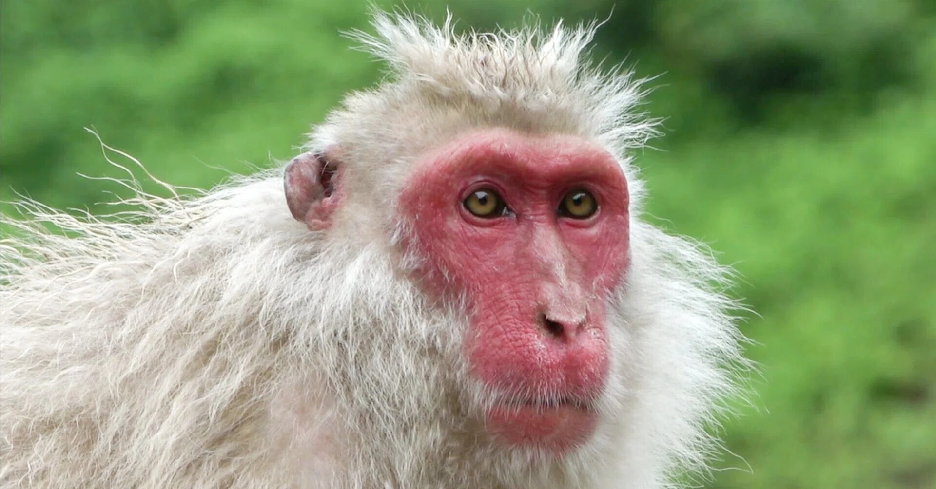 Japanese Macaque] A female monkey named Tokkuri00 ~Jigokudani