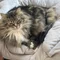 まろひまの飼い主