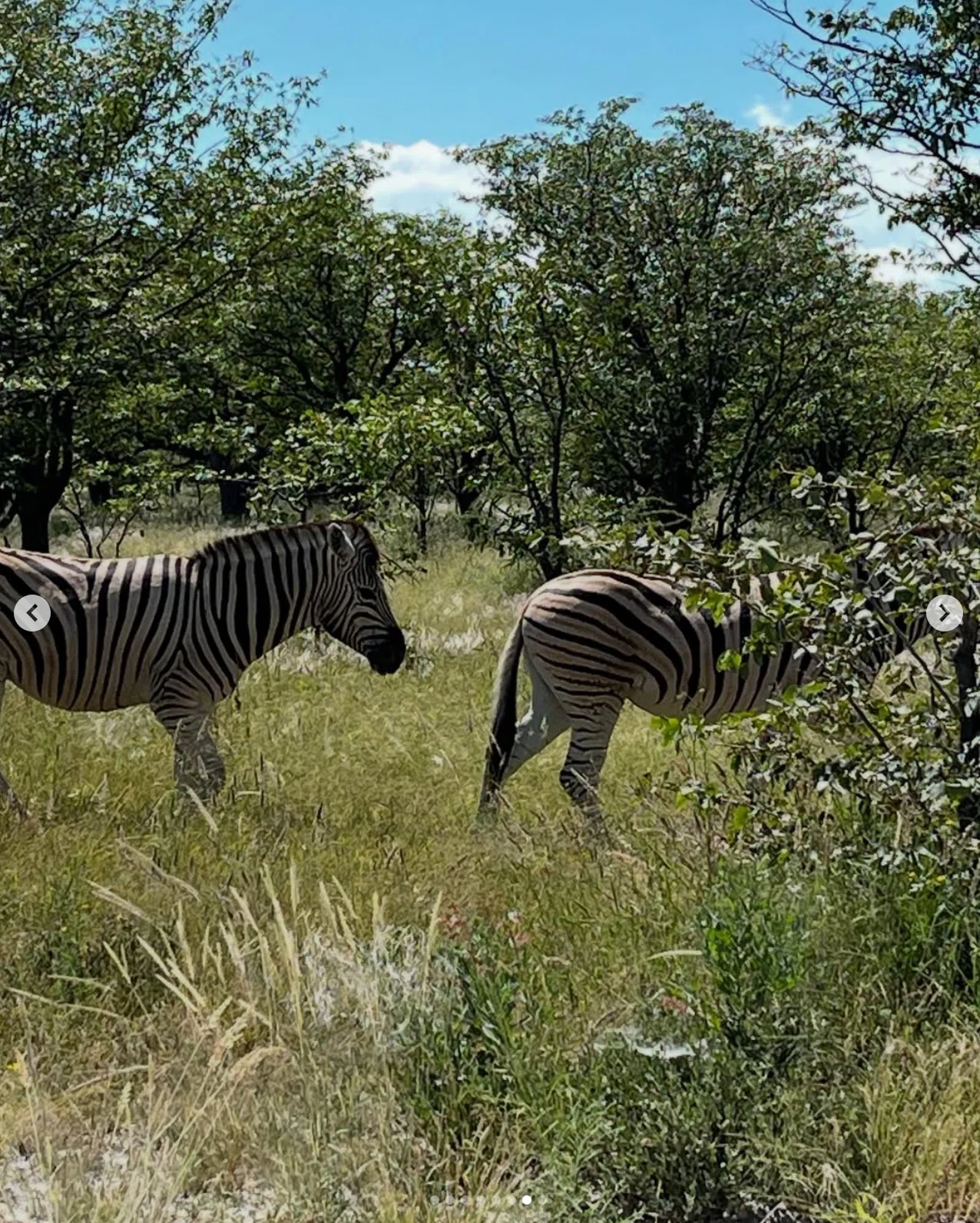 ナミビア・エトーシャ国立公園でセルフサファリ??世界一周記2025 