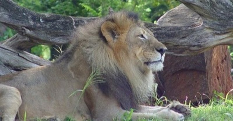 ライオンは檻の中 株式会社スウィングマン すいんぐまん Note