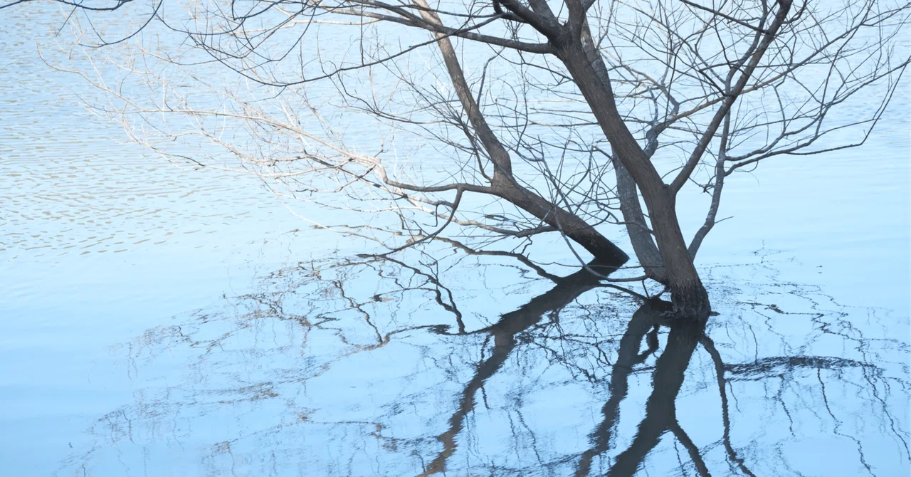 Listening to Your True Heart / Virgo Full Moon ♍️🌕｜朝霧