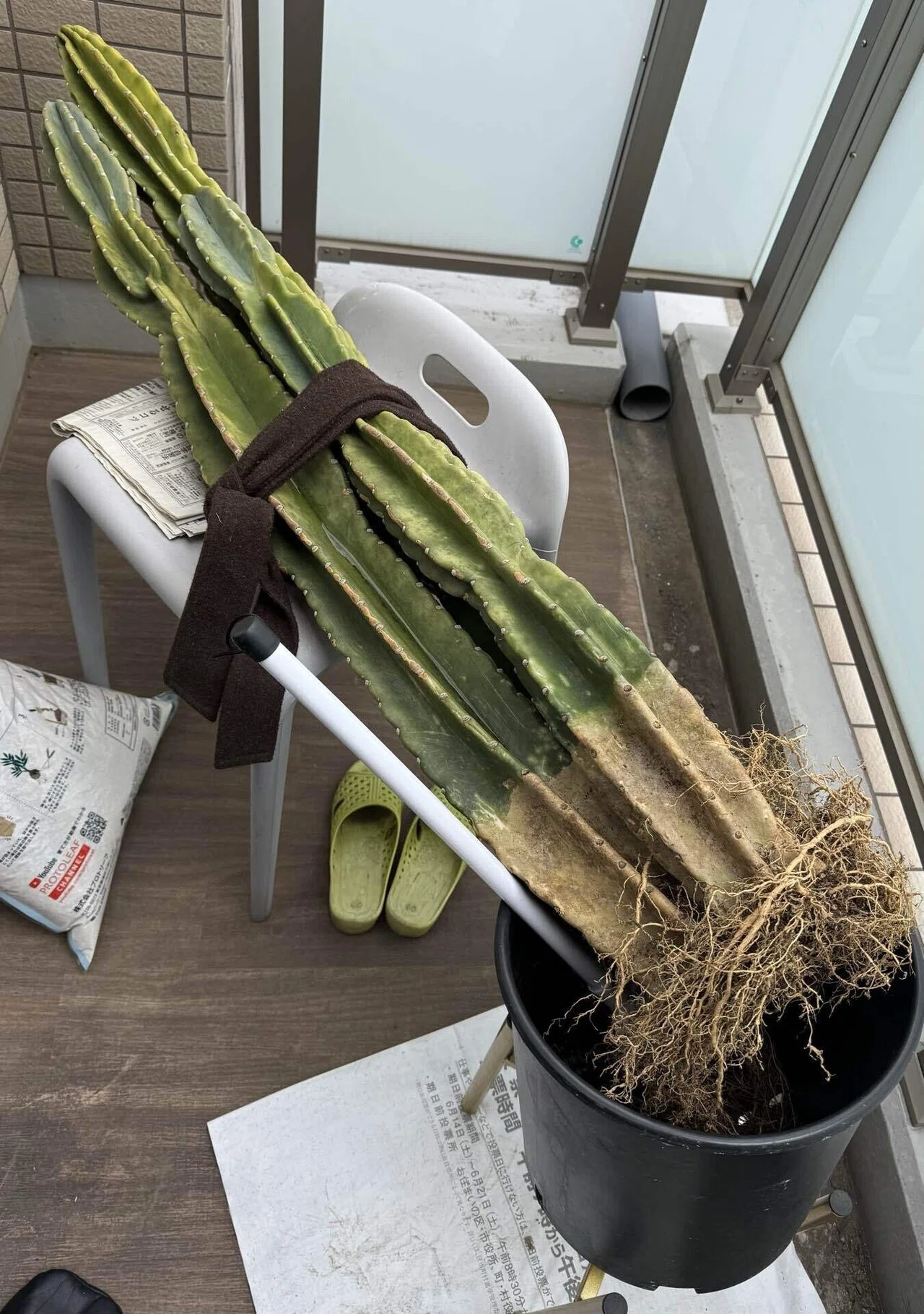 柱サボテンの土替え完了🌵｜かわもか