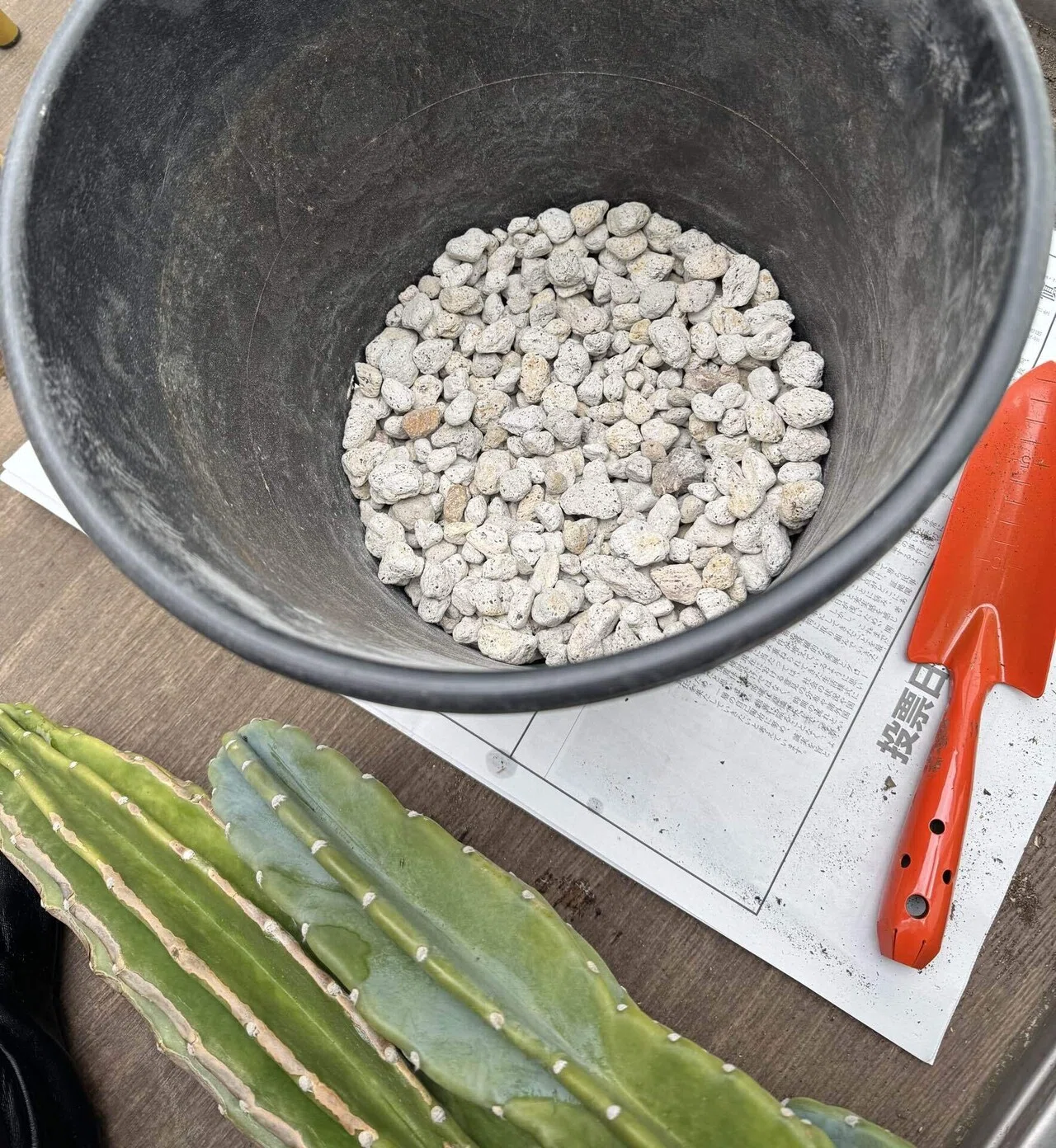 柱サボテンの土替え完了🌵｜かわもか
