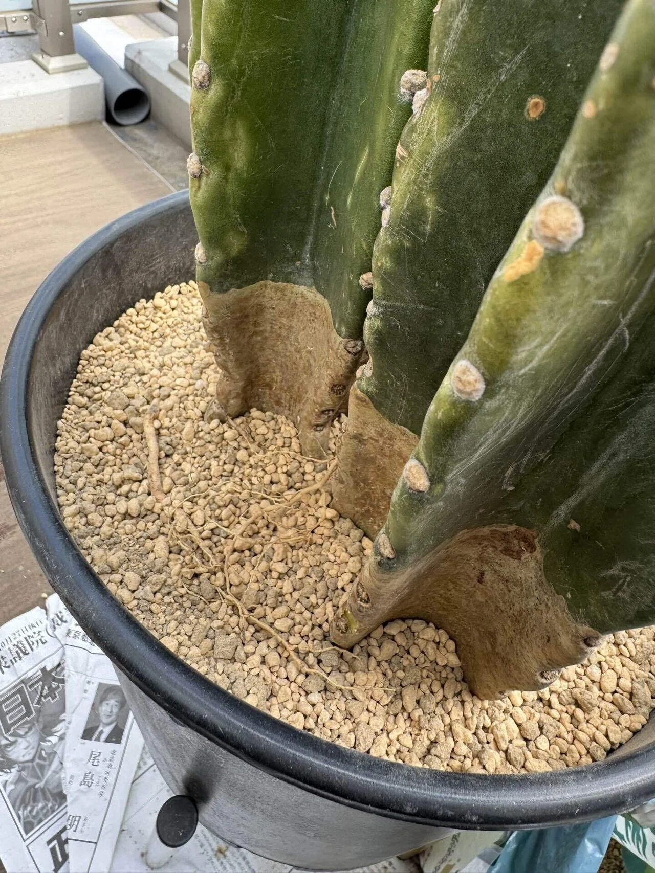 柱サボテンの土替え完了🌵｜かわもか