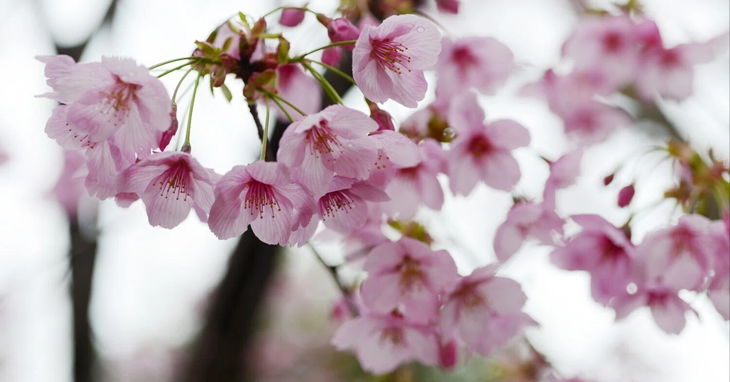 Весна красна цветами（花咲く美しい春） フォト俳句Neo「花の雨」｜連句の幸人