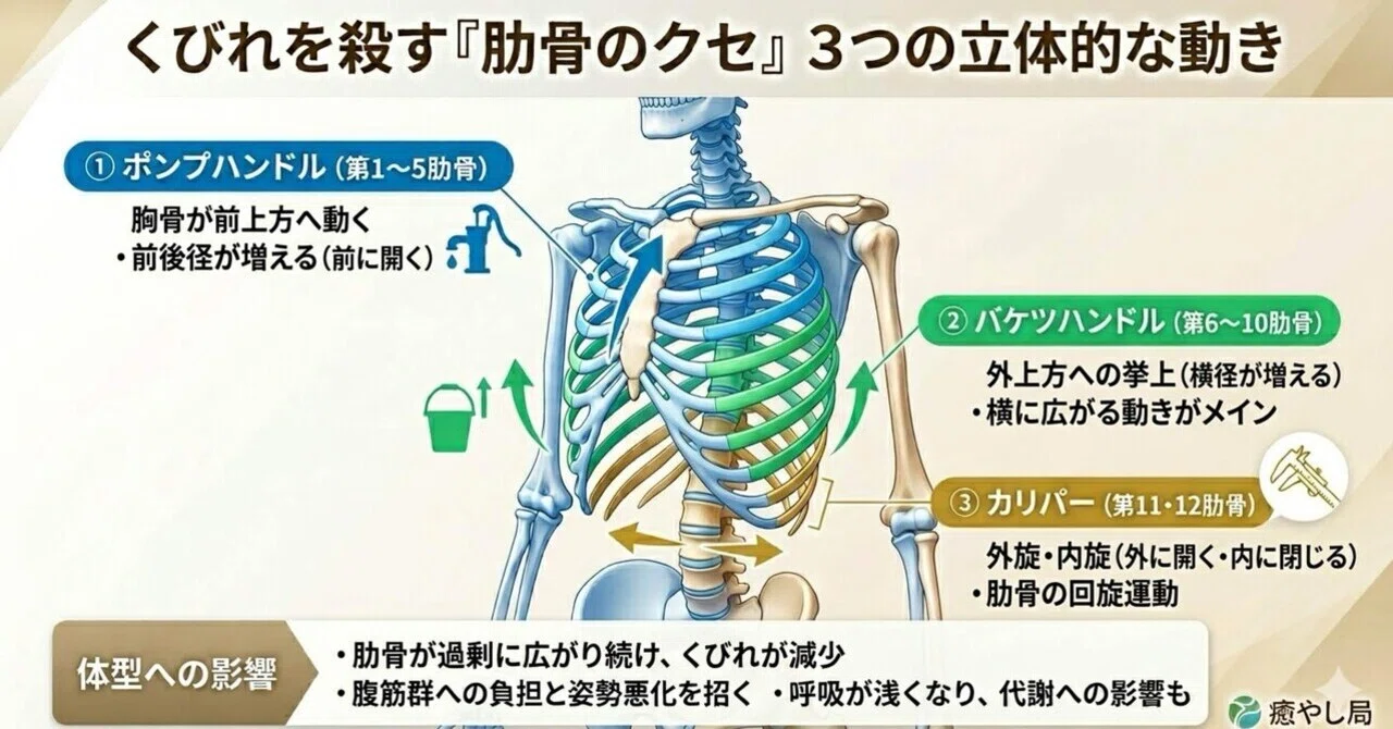 写真で見る　肋骨療法　エンタプライズ くびれを殺す「肋骨のクセ」。3つの立体的な動きを解剖学的に解説