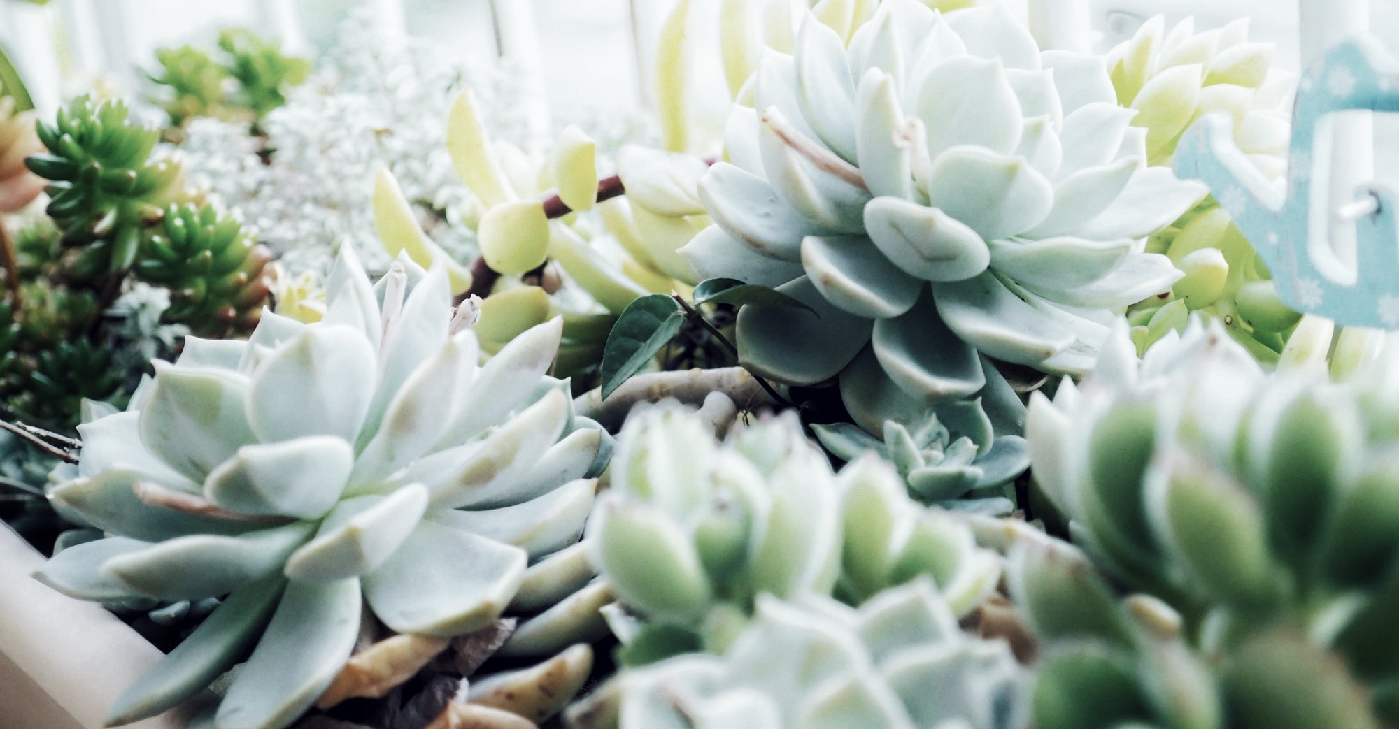 多肉植物は増える Yuki Ota Note 多肉植物は増える Yuki Ota Note