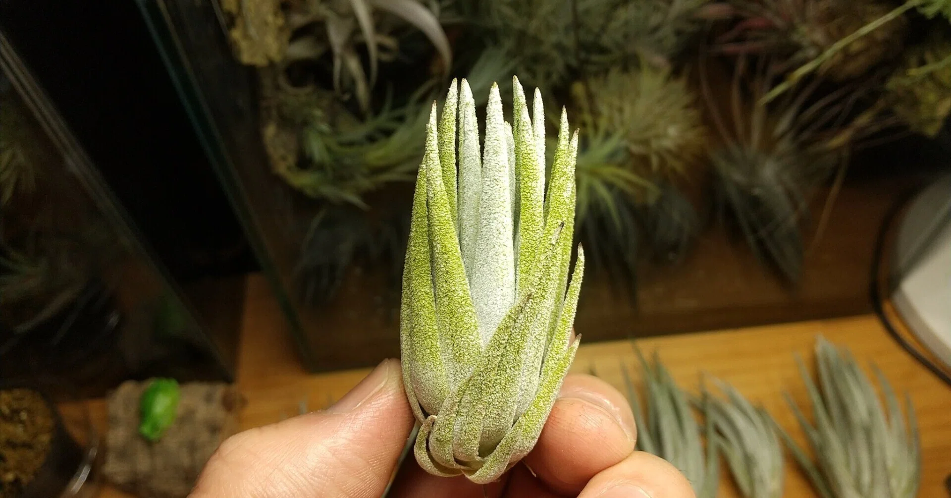 チランジア入荷リスト3/16｜NatureGarden🌿神田