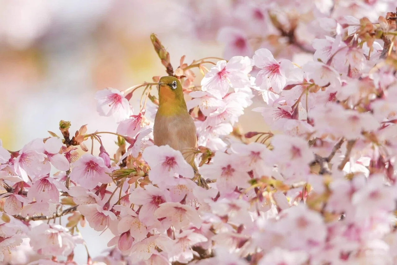 メジロと桜のコラボを撮りたい｜けんけん