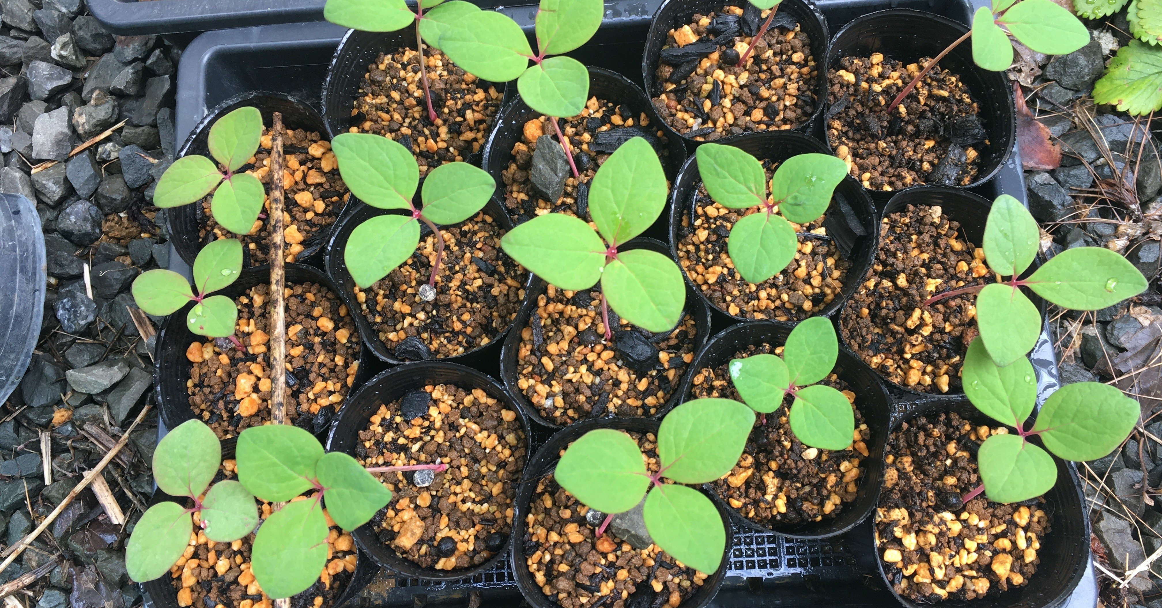 ベニバナヤマシャクヤクの植え替え 和花奈の種から栽培 Note