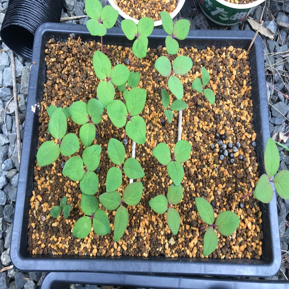 ベニバナヤマシャクヤクの植え替え 和花奈の種から栽培 Note