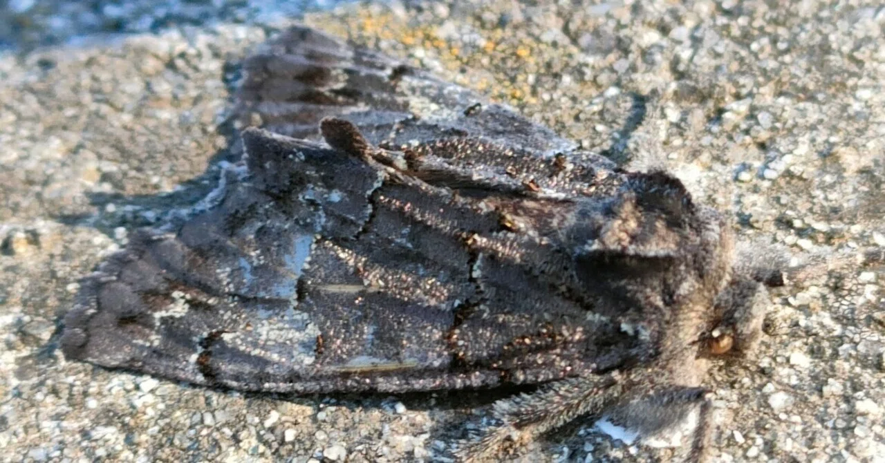 蛾の見分け、難しい……｜月澄狸