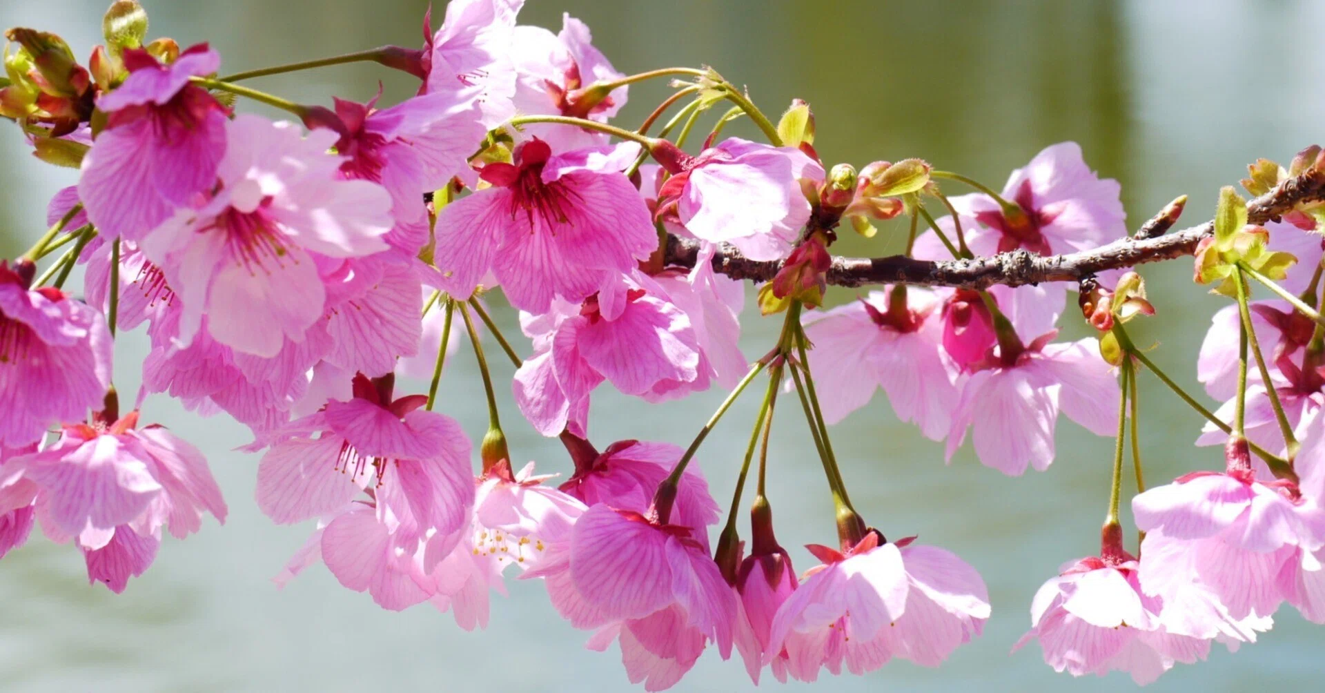 散歩写真 桜もパンも儚い｜sion