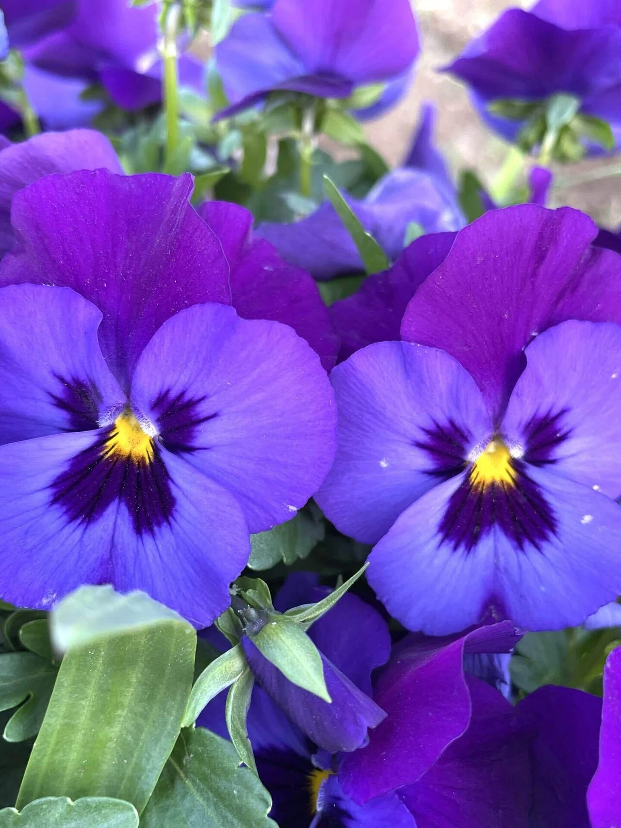 公園の花たち🌸笑顔のスミレ咲く｜エコ914