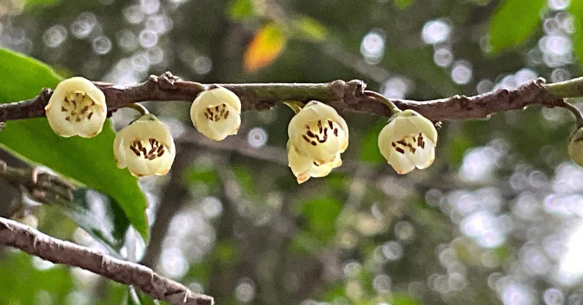 ヒサカキの開花（京都府立植物園）：2026年3月23日（月）｜藤井秀昭