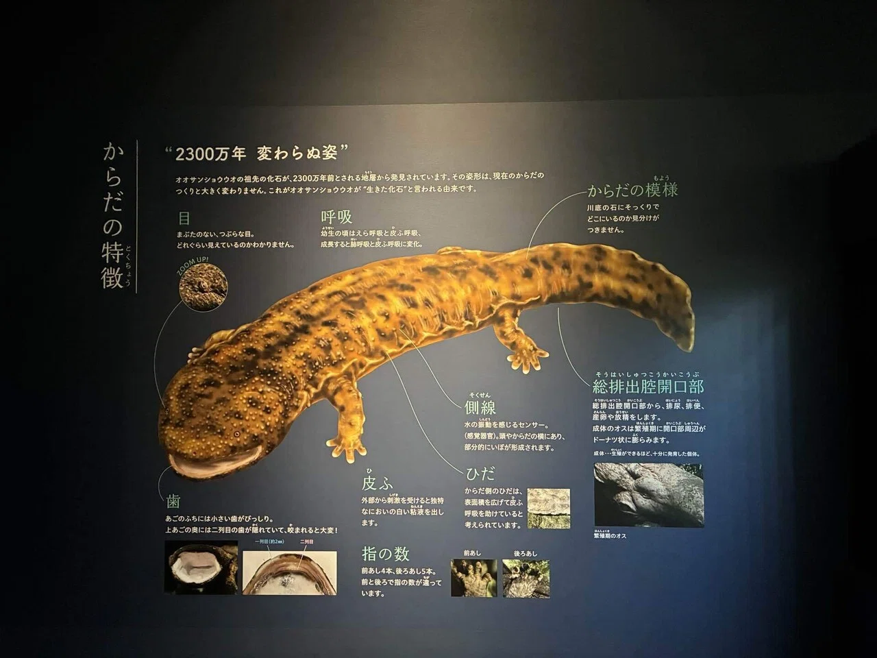 朝イチの京都水族館｜moyu