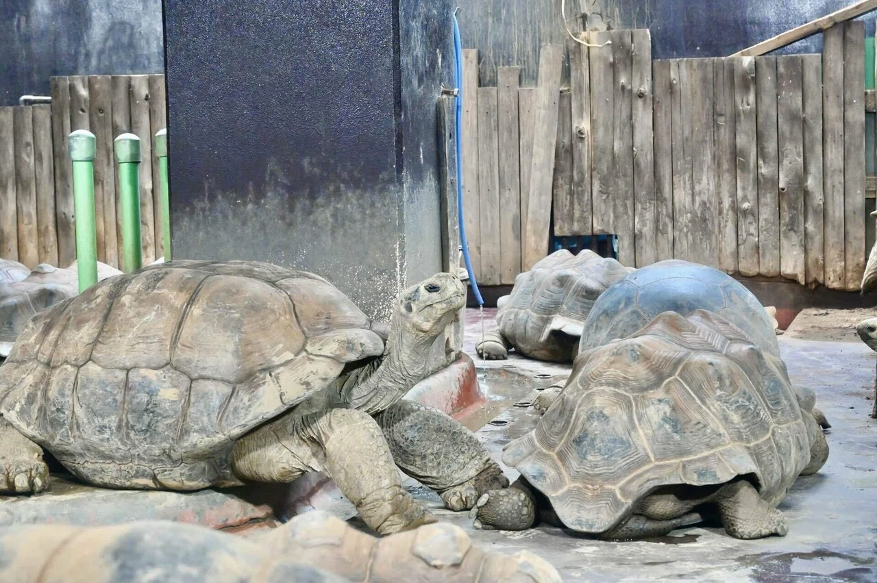 iZoo｜爬虫類だらけの動物園｜しいな｜いきもの旅ログ