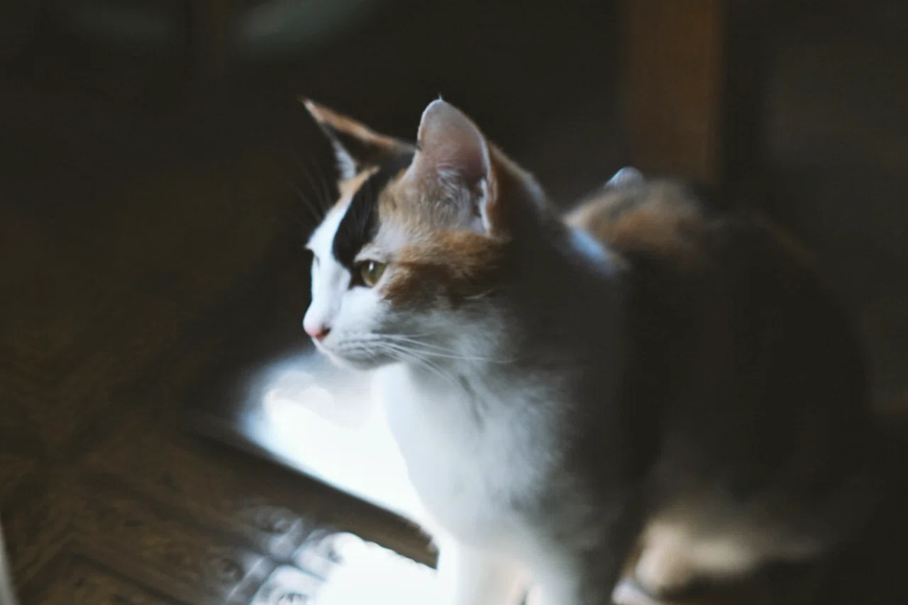 KONICA HEXANON AR 50mm F1.4 × Nikon Zfc｜umi emi