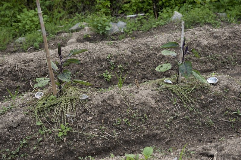 5 19菜園26日目 エゴマのアレロパシー なな Note